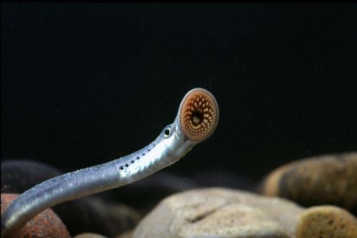 invasive-sea-lamprey-control-on-river-flowing-into-lake-huron-with-1